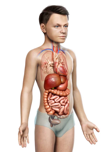 Kiolvasztott Orvosilag Pontos Illusztrációja Fiú Emésztőrendszer — Stock Fotó