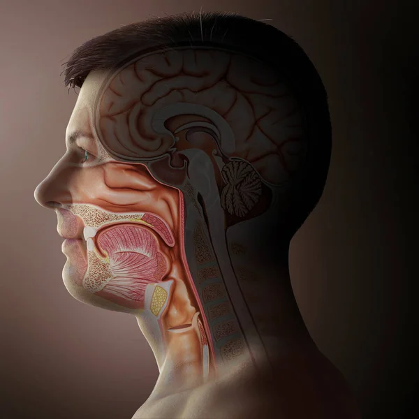 3D绘制的 医学上准确的男性锥形体和食管解剖图 — 图库照片