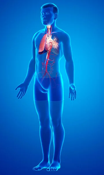 Weergegeven Medisch Nauwkeurige Illustratie Van Een Mannelijke Long Anatomie — Stockfoto