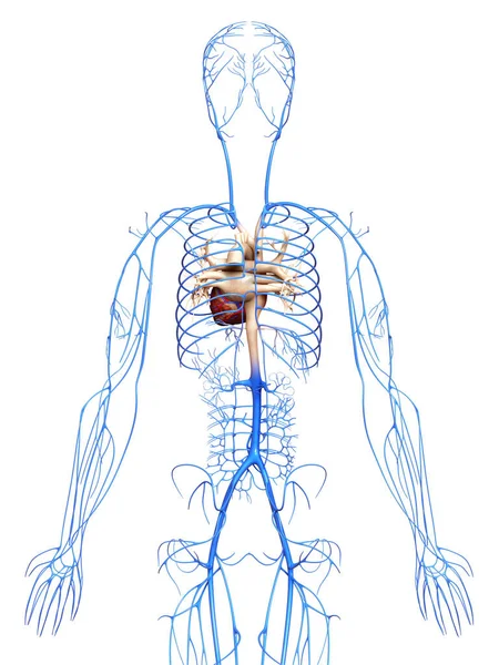 Gjorde Medicinskt Korrekt Illustration Venerna — Stockfoto