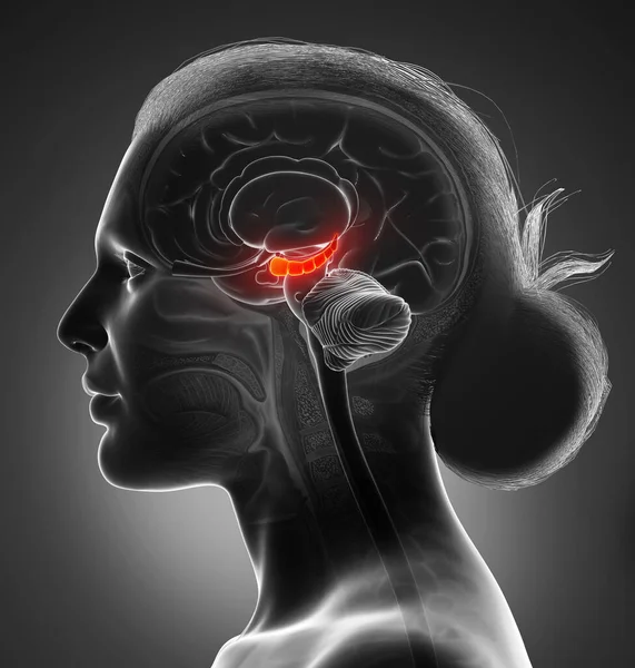 Rendering Illustrazione Medica Dell Anatomia Del Cervello Hyppocampus Sectio Trasversale — Foto Stock