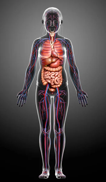 Оказана Медицинская Точность Иллюстрации Женских Внутренних Органов Кровеносной Системы — стоковое фото