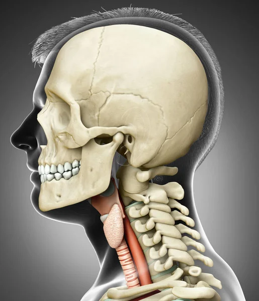 Gjorde Medicinskt Korrekt Illustration Den Manliga Struphuvudet Anatomi — Stockfoto