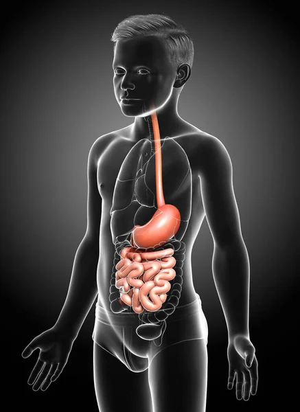 Återges Medicinskt Korrekt Illustration Ung Pojke Mage Och Tunntarm — Stockfoto