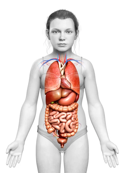 Medisch Nauwkeurige Illustratie Van Meisje Inwendige Organen — Stockfoto