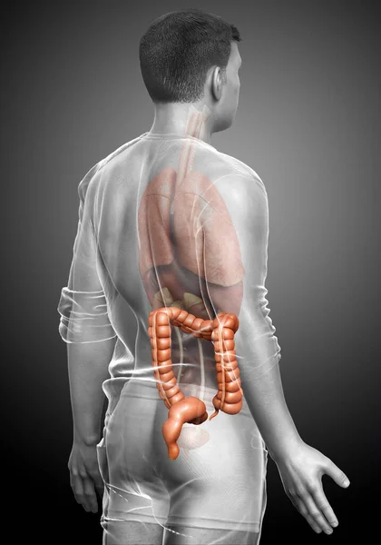 Üretilmiş Erkek Kalın Bağırsak Anatomisinin Tıbben Doğru Bir Örneği — Stok fotoğraf