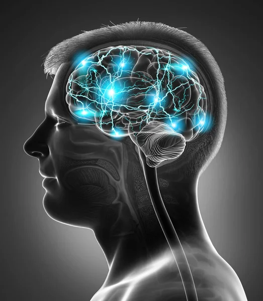 Renderizado Ilustración Médicamente Precisa Cerebro Activo Masculino — Foto de Stock