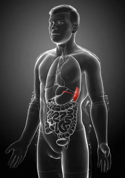 Üretilmiş Tıbbi Açıdan Doğru Bir Erkek Dalak Anatomisi — Stok fotoğraf