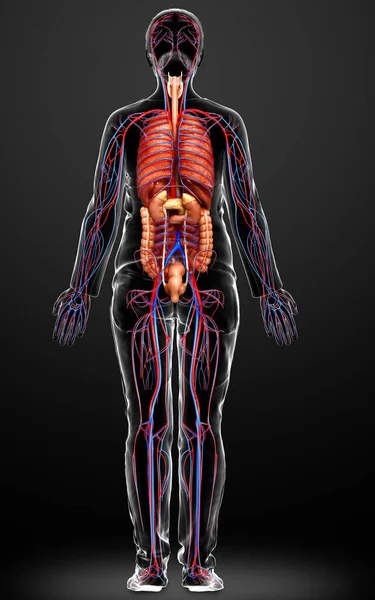 Renderizado Ilustración Médicamente Precisa Órganos Internos Femeninos Sistema Circulatorio —  Fotos de Stock