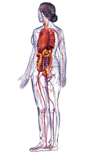 3D对女性内脏器官和循环系统进行了准确的医学描述 — 图库照片