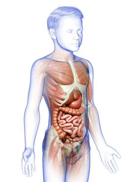 Görs Medicinskt Korrekt Den Manliga Anatomin — Stockfoto