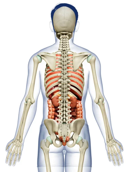 Renderizado Ilustración Médicamente Precisa Los Órganos Internos Masculinos Sistema Esquelético — Foto de Stock