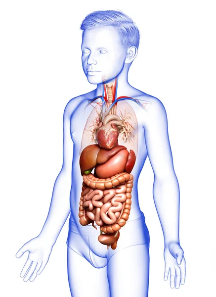 3D对男孩消化系统和心脏进行了准确的医学描述 — 图库照片