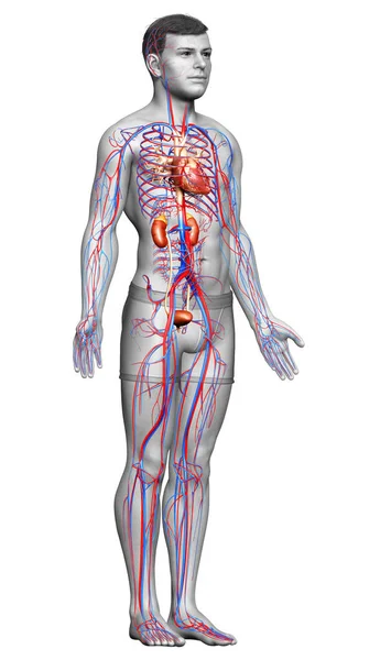 Gerenderte Medizinisch Korrekte Darstellung Der Nieren Und Des Kreislaufsystems — Stockfoto