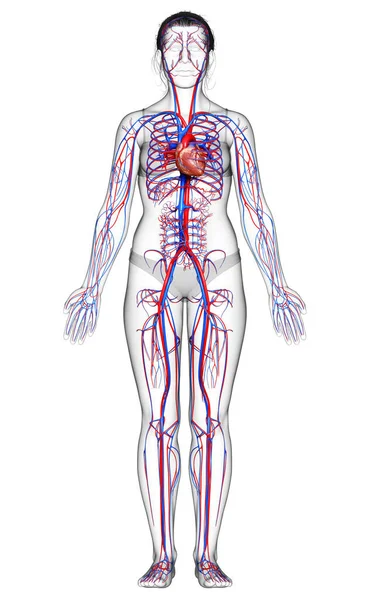 Gjorde Medicinskt Korrekt Illustration Kvinnligt Hjärta — Stockfoto