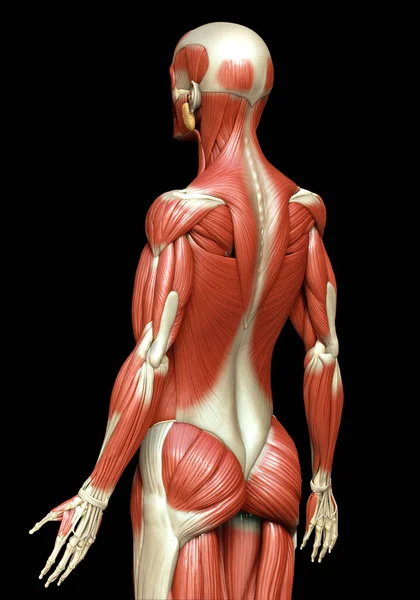 Rendered Medically Accurate Illustration Male Muscle System — Stock Photo, Image