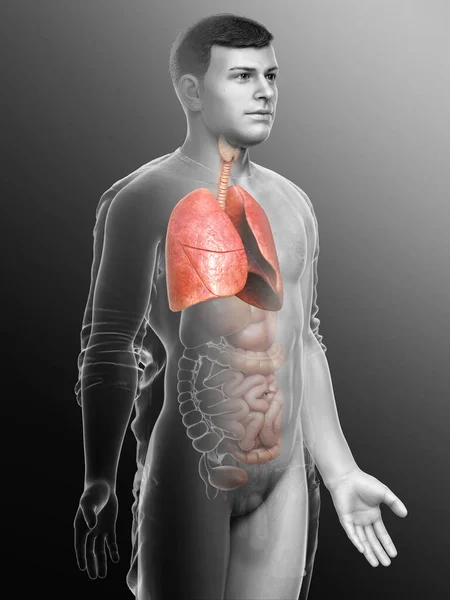 Renderizado Ilustración Médicamente Precisa Una Anatomía Pulmonar Masculina — Foto de Stock