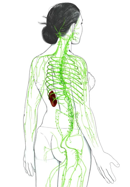 Gjorde Medicinskt Korrekt Illustration Ett Kvinnligt Lymfsystem — Stockfoto