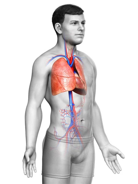 Kiolvasztott Orvosilag Pontos Illusztrációja Férfi Tüdő Anatómia — Stock Fotó
