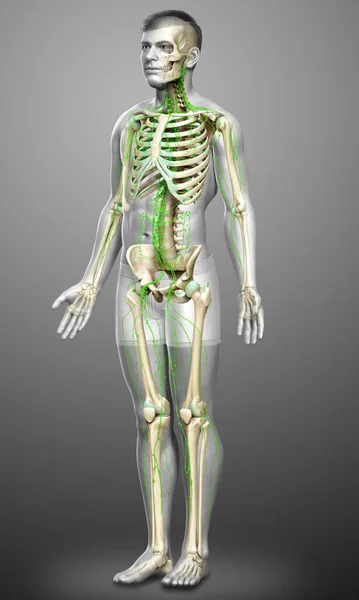 Gerenderte Medizinisch Genaue Darstellung Eines Männlichen Lymphsystems — Stockfoto