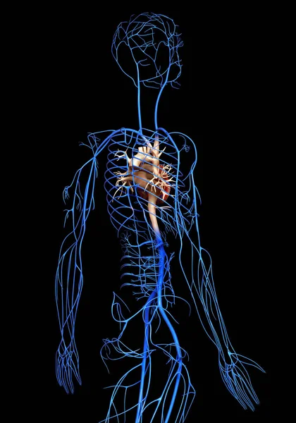 Renderizado Ilustración Médicamente Precisa Las Venas —  Fotos de Stock