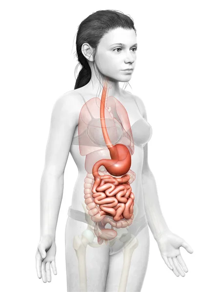 3D渲染 医学上准确的图像一个年轻女孩的胃和小肠 — 图库照片