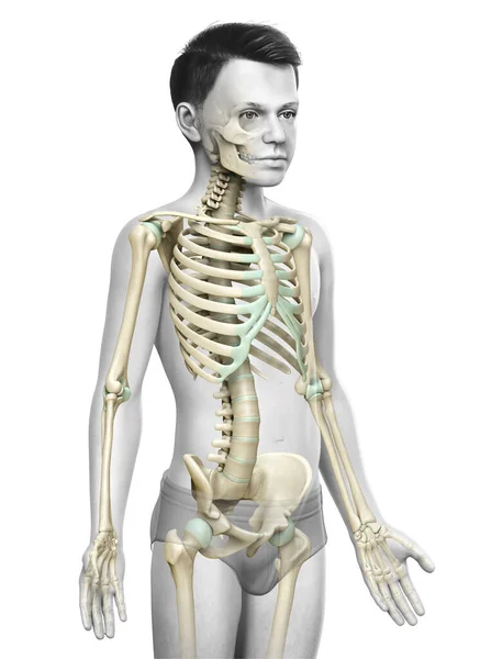 Gerenderte Medizinisch Korrekte Darstellung Eines Skelettsystems Für Kleine Jungen — Stockfoto