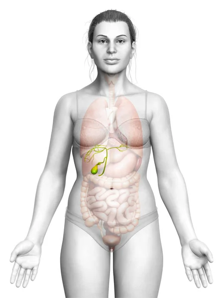 Rendu Illustration Médicalement Précise Vésicule Biliaire Organes Féminins Anatomie — Photo