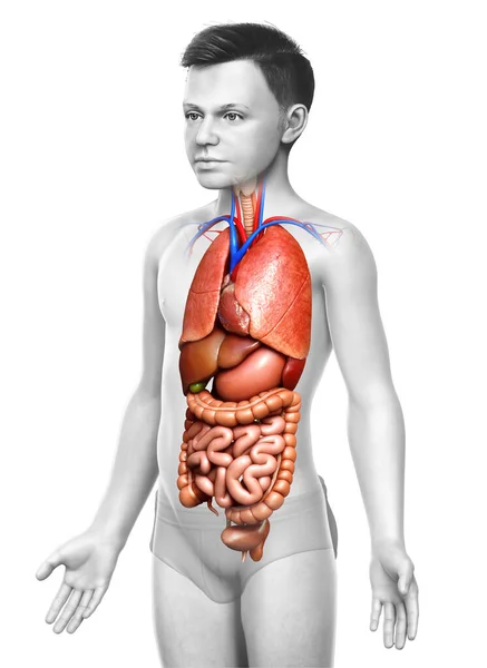 Rendu Illustration Médicalement Exacte Jeune Garçon Organes Internes — Photo