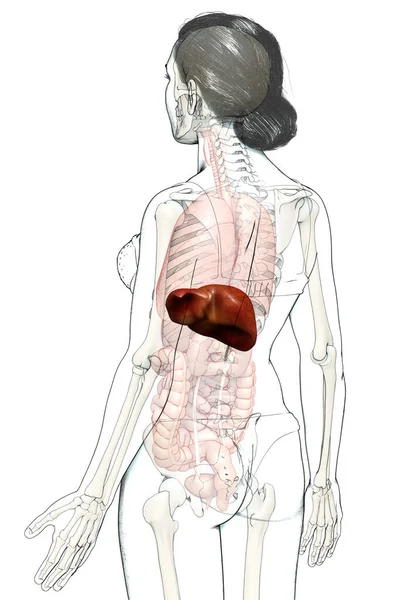 Renderizado Ilustração Medicamente Precisa Anatomia Hepática Feminina — Fotografia de Stock