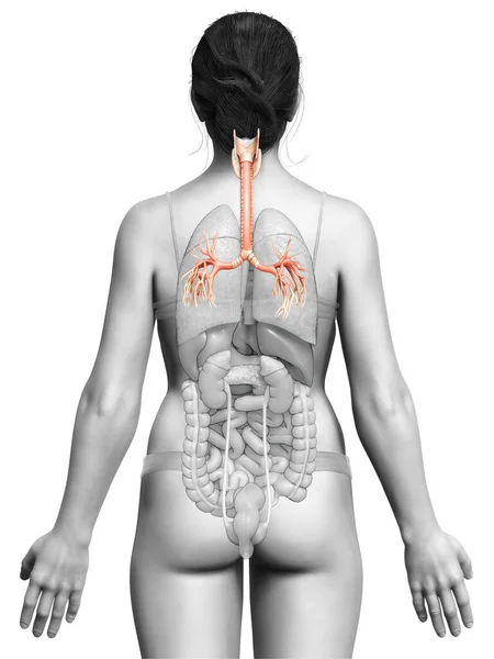 Larynx Trachea Bronchiの3Dイラスト 呼吸器系の一部 — ストック写真