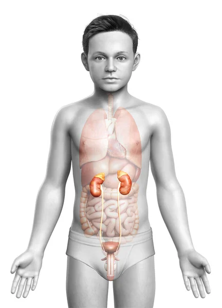 Renderizado Ilustração Medicamente Precisa Anatomia Dos Rins Menino — Fotografia de Stock