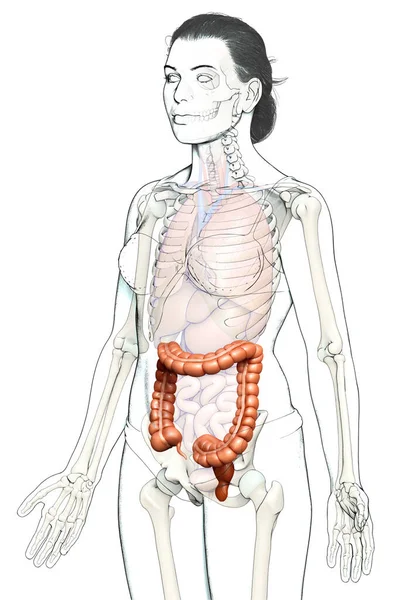 Рендеринг Медицинская Точная Иллюстрация Женской Анатомии Толстой Кишки — стоковое фото