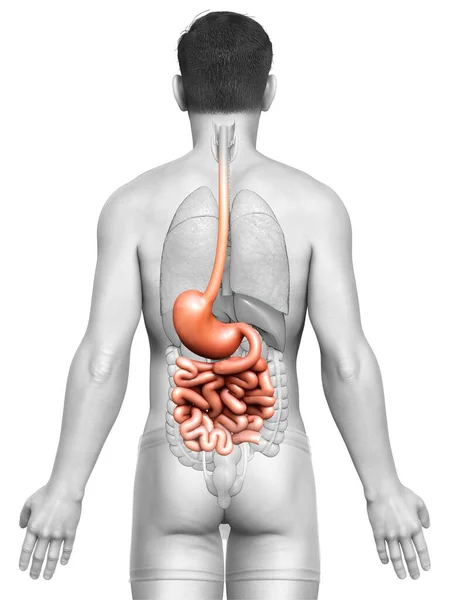 Renderizado Ilustração Medicamente Precisa Estômago Masculino Intestino Delgado — Fotografia de Stock