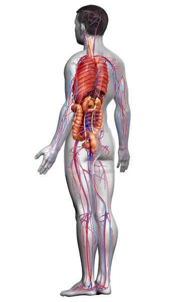 Renderizado Ilustração Medicamente Precisa Dos Órgãos Internos Masculinos Sistema Circulatório — Fotografia de Stock