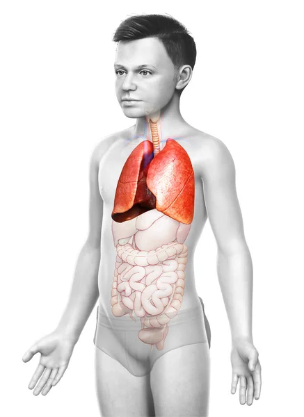 三维渲染 医学上准确的一个小男孩肺解剖学的图解 — 图库照片