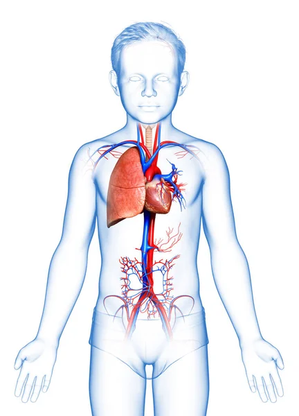 Återges Medicinskt Korrekt Illustration Ung Pojke Lunga Anatomi — Stockfoto