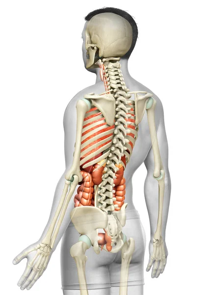 Rendered Medically Accurate Illustration Male Internal Organs Skeleton System — Stock Photo, Image