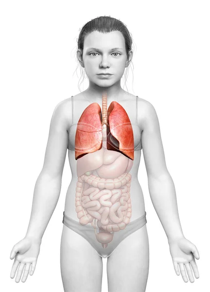 Renderizado Ilustración Médicamente Precisa Una Anatomía Pulmonar Chica Joven — Foto de Stock