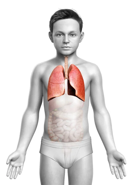 Rendered Medically Accurate Illustration Young Boy Lung Anatomy — Stock Photo, Image
