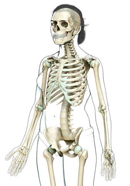 Візуалізація Медично Точна Ілюстрація Жіночої Скелетної Системи — стокове фото