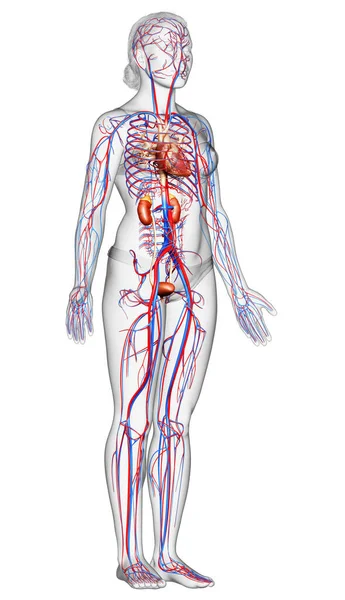 Weergegeven Medisch Nauwkeurige Illustratie Van Vrouwelijke Nieren Bloedsomloop — Stockfoto