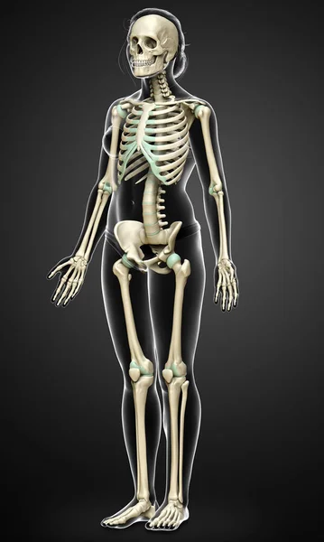 Rendered Medically Accurate Illustration Female Skeleton System — Stock Photo, Image