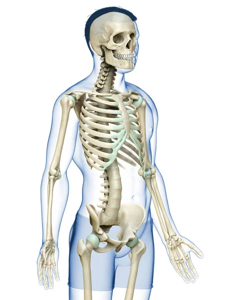 Üretilmiş Tıbben Doğru Bir Erkek Iskelet Sistemi — Stok fotoğraf