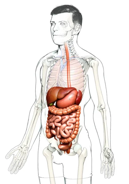 Gerenderte Medizinisch Korrekte Darstellung Des Männlichen Verdauungssystems — Stockfoto