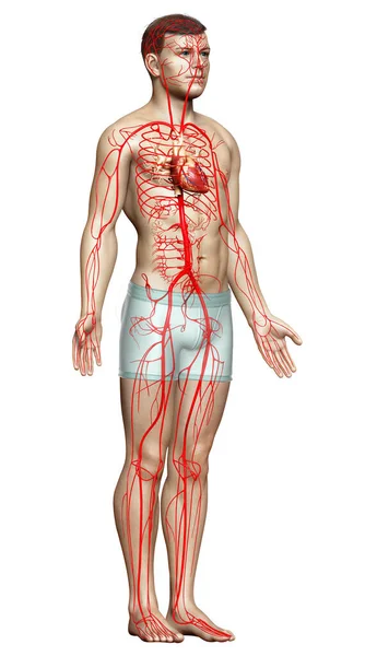 Renderizado Ilustración Médicamente Precisa Las Arterias Masculinas — Foto de Stock