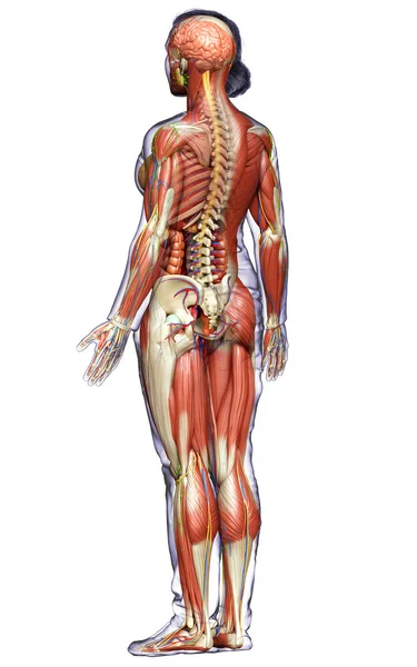 Medisch Accuraat Gemaakt Van Vrouwelijke Anatomie — Stockfoto