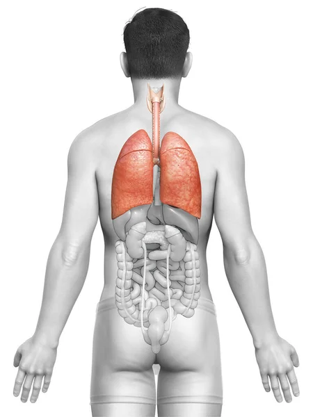 Renderizado Ilustração Medicamente Precisa Uma Anatomia Pulmonar Masculina — Fotografia de Stock