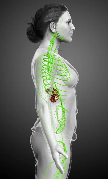 Renderizado Ilustração Medicamente Precisa Sistema Linfático Feminino — Fotografia de Stock