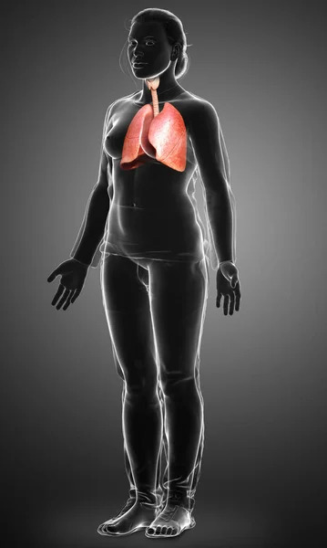 Rendered Medically Accurate Illustration Female Lung Anatomy — Stock Photo, Image